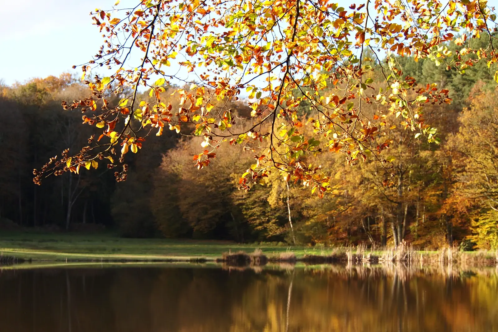Paysage de collines et prairies du Parc Naturel Régional du Perche, Normandie
