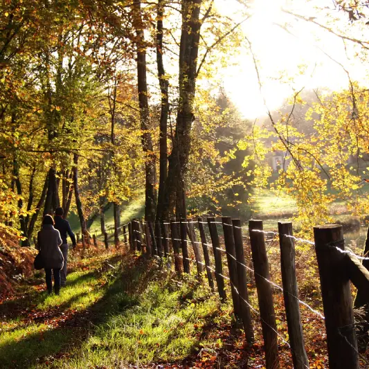 forêt dans le Perche Normandie