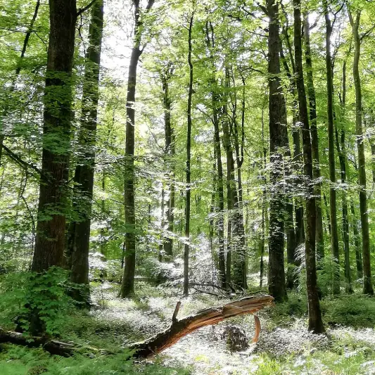 forêt dans le Perche Normandie