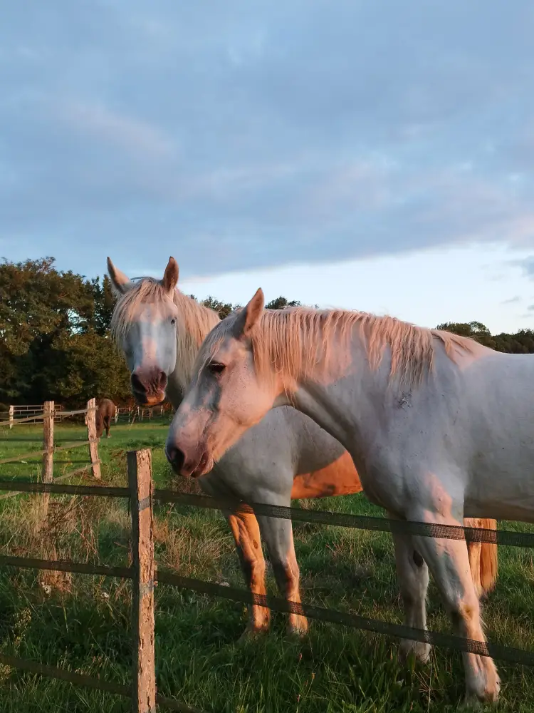 cheval percheron