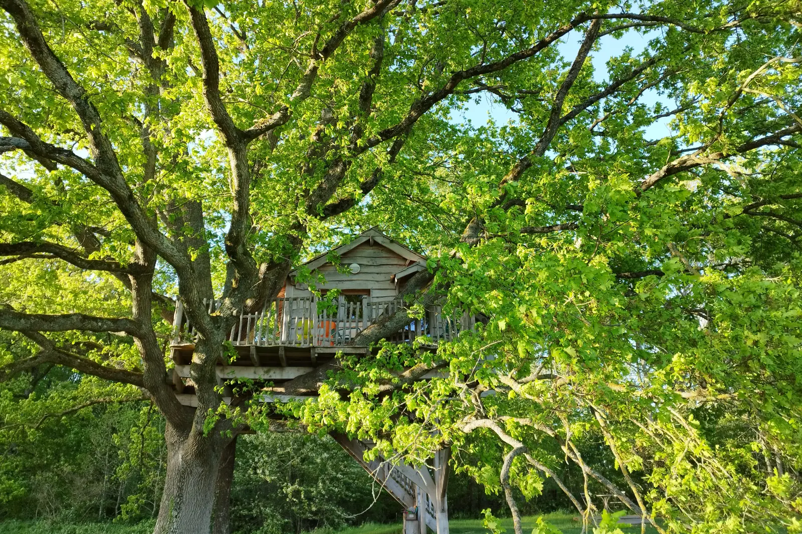 la cabane des chênes dans les arbres au printemps