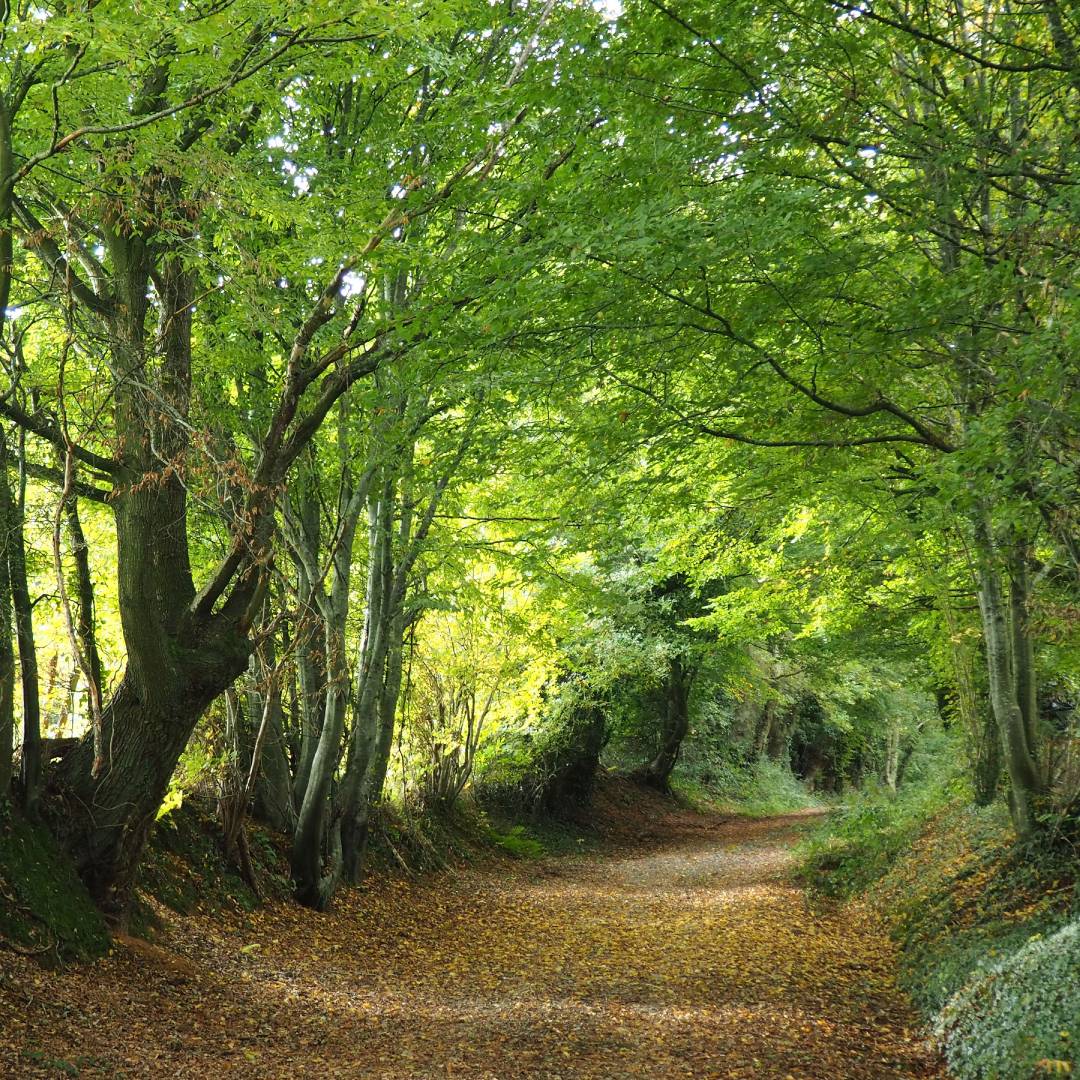 forêt dans la région du Perche normandie